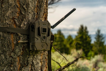 Bushnell Trail Camera
