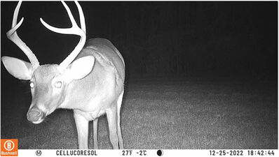 Trail Camera App with deer at night