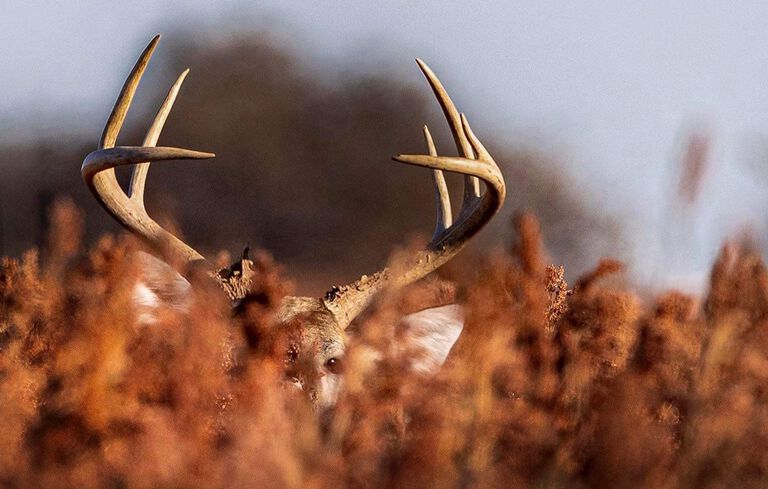 Focused on Whitetail